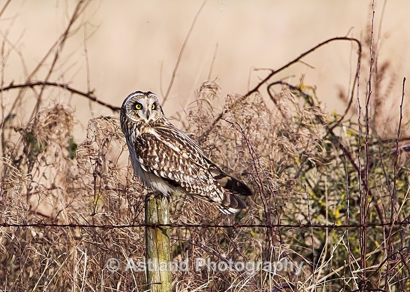 Astland Photography, Bird and Wildlife Images, Susan and Peter Wilson, U.K.