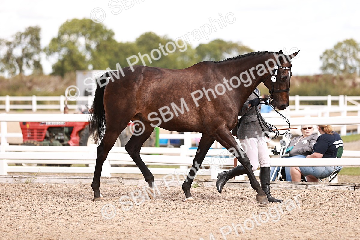SBM_14174 - Class 407 - IH Hack Riding Horse
