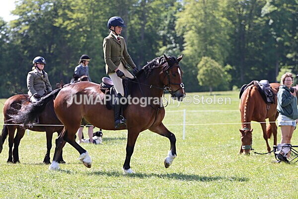 IMG_4379 - Working Hunter