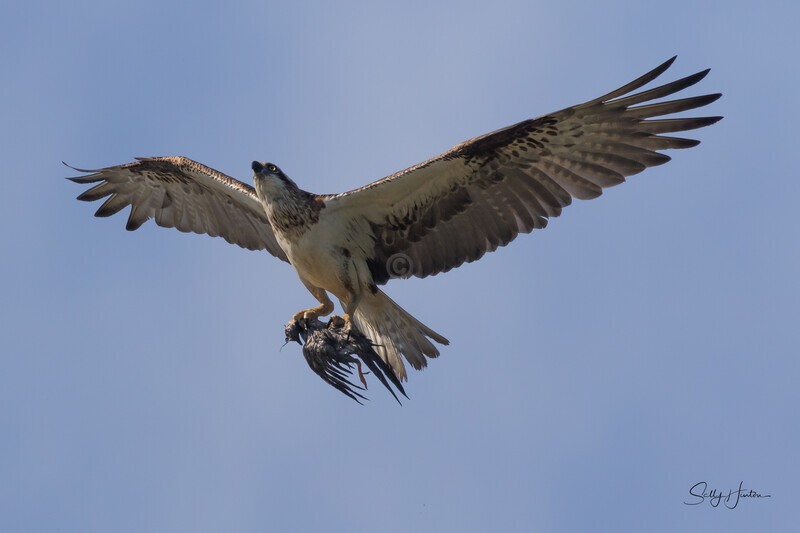 0A3A4598 Mum fishing 4 - Osprey