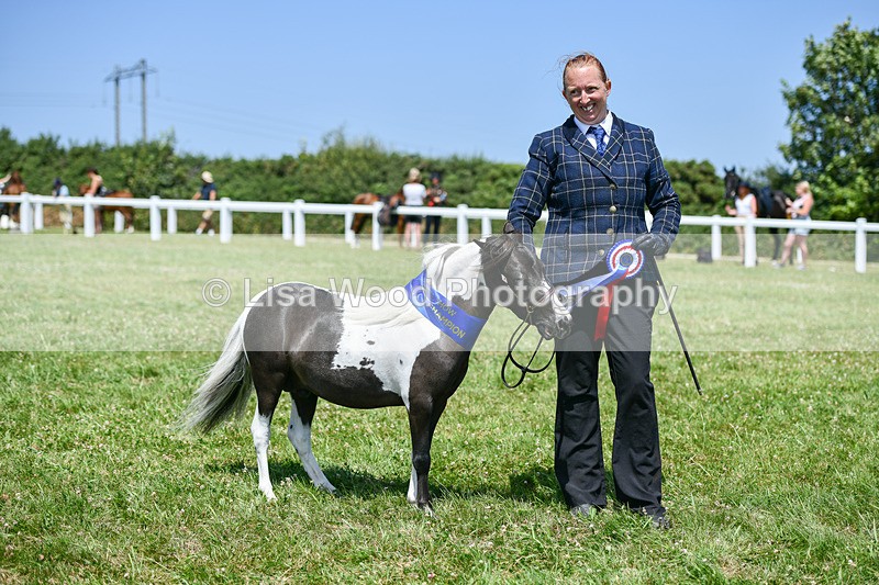 DSC_7294 - Miniature Horse Championship