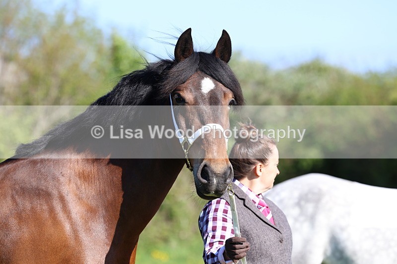 3E7A8660 - Class 13: M & M Large Breeds