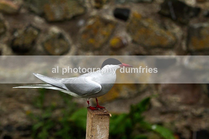 _CNP0902 - Farne Isles