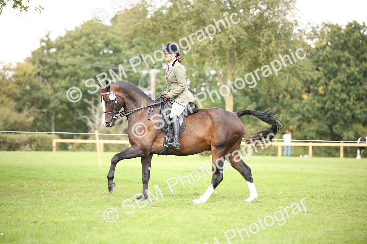 SBM_65948 - S64 - Riding Horse & Hack & Thoroughbred Ridden