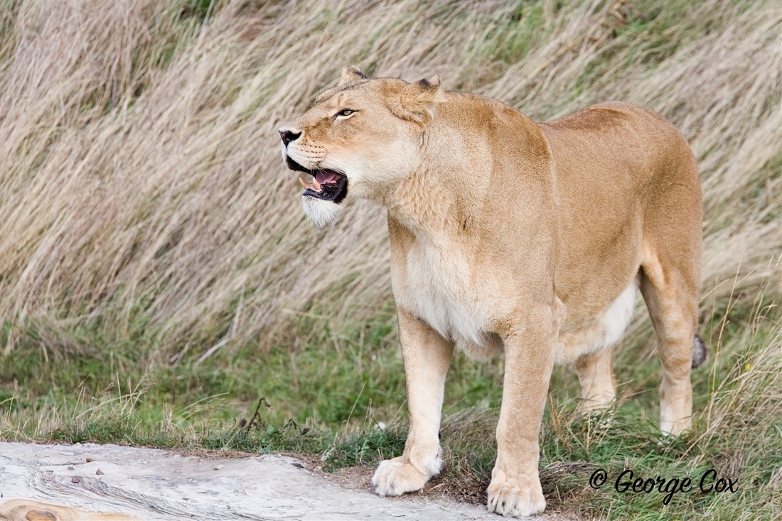 LionessGeorge Cox - Yorkshire Wildlife Park