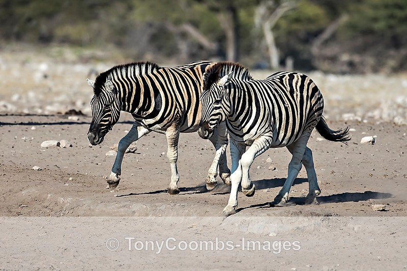 Burchills Zebra  (challenge) - Etosha National Park ~ Mammals