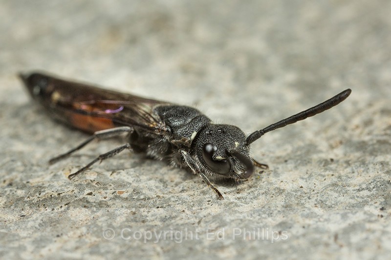 Sapyga quinquepunctata (f) - Sapyga quinquepunctata