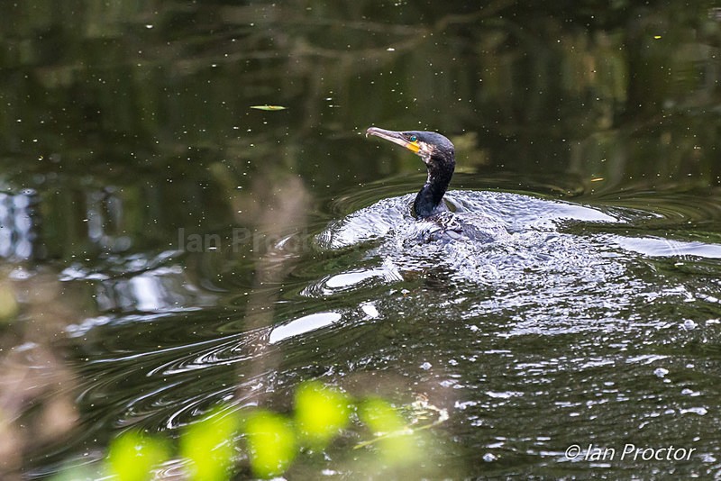 Cormorant hunting in River Lagan - Nature