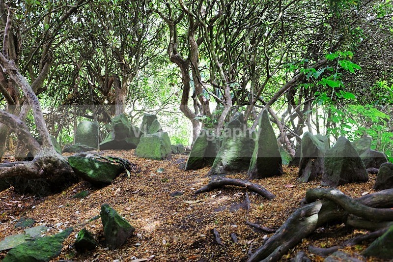 Stone Bothering - Liverpool