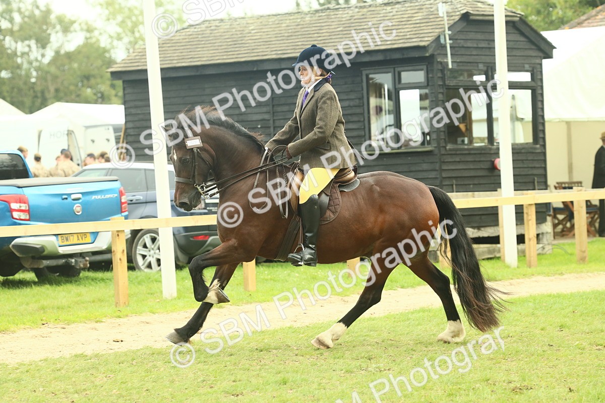 SBM_72007 - S60 - Mountain & Moorland Ridden Large Breeds