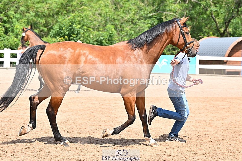 240718A-105257-01367 - Trot Up 12pm to 1pm