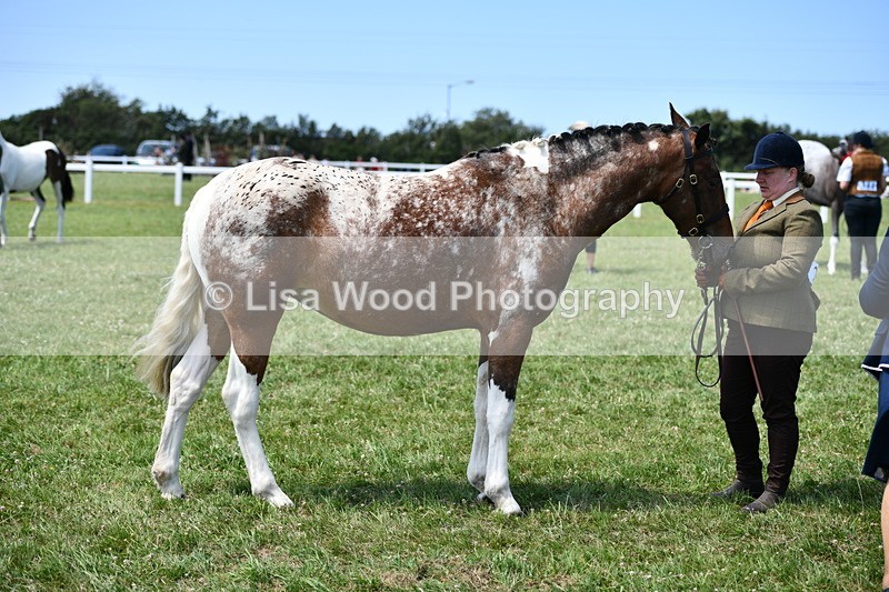 DSC_7509 - Class 63: Coloured Horse Youngstock