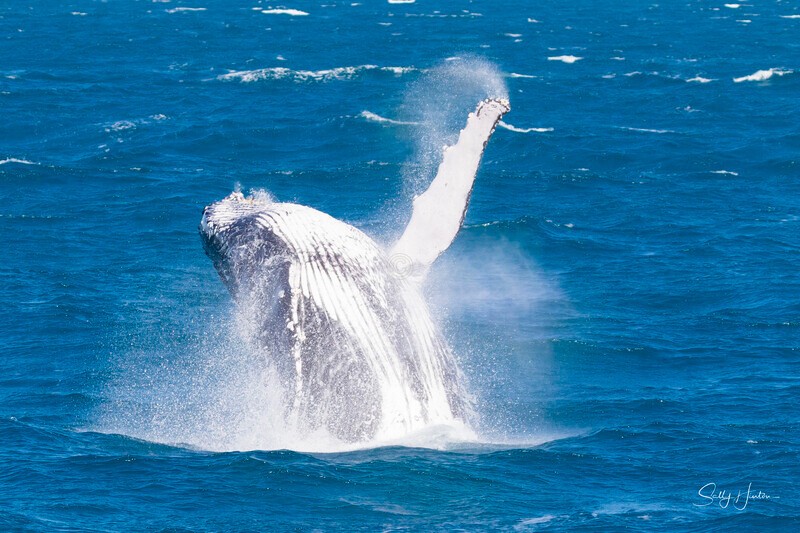 0A3A4631 - 2024 Hervey Bay Whales