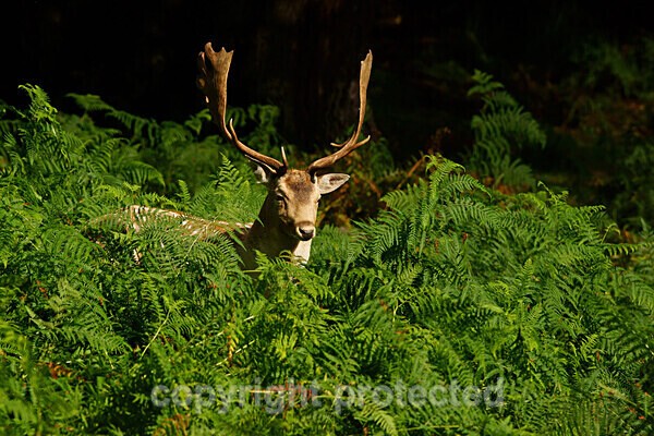  - Bradgate Park