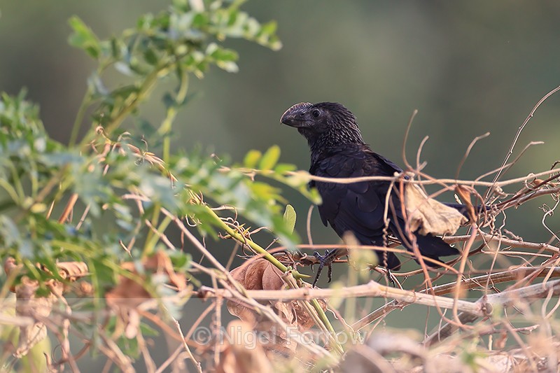 Smooth-billed Ani, Porto Jofre, Brazil - Smooth-billed Ani