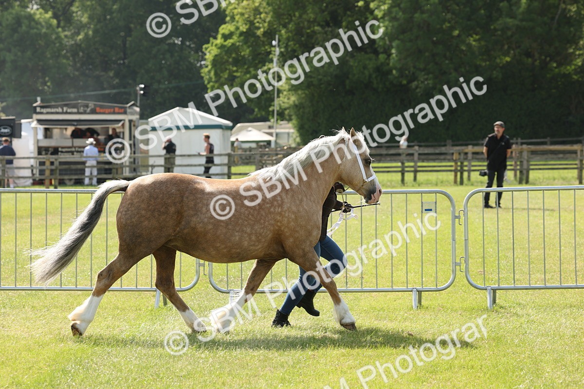 SBM_02052 - Class 6-13 - Mountatin and Moorland In Hand Welsh Breeds