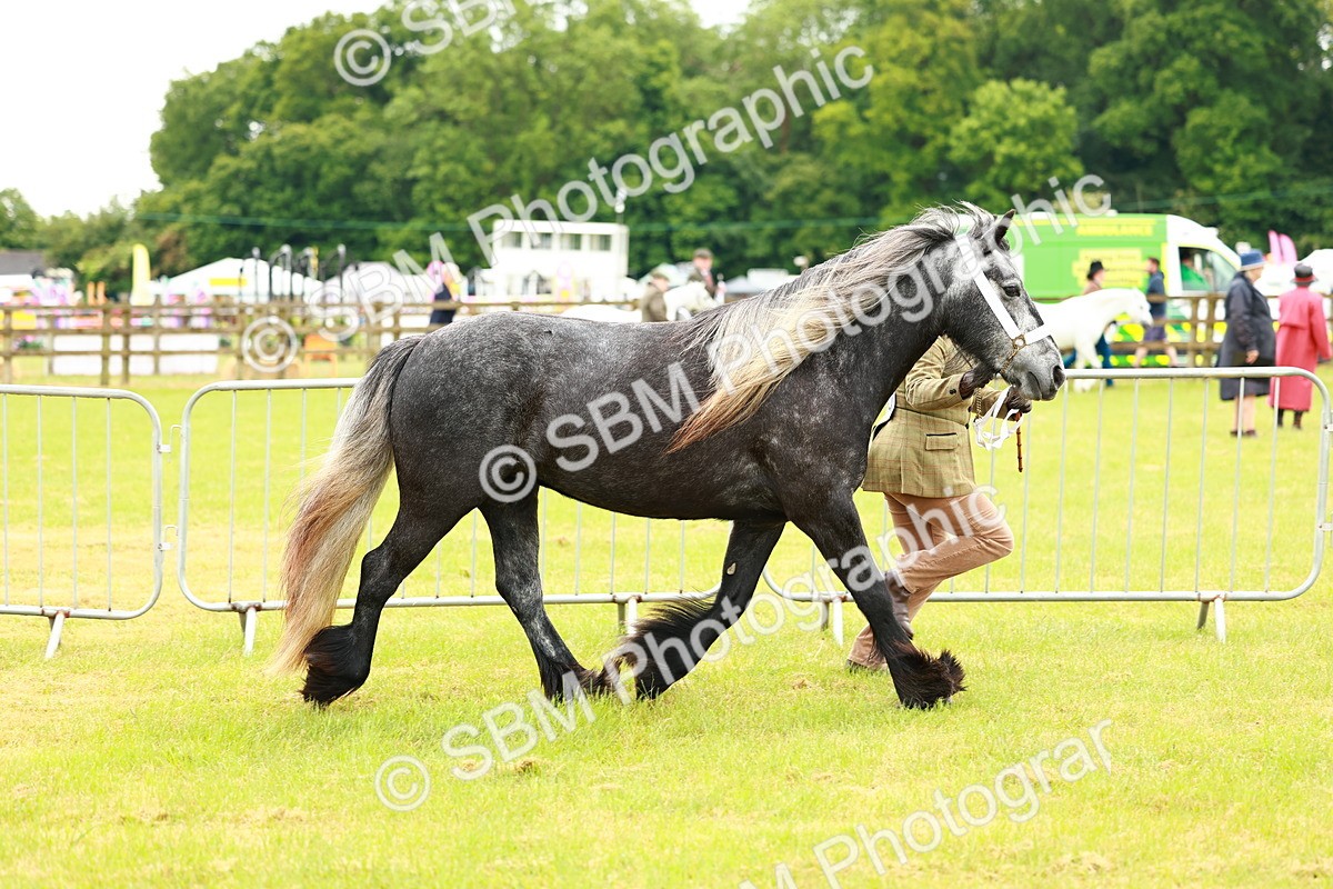 SBM_00366 - Class 58-67 - M&M Non Welsh Pony In hand