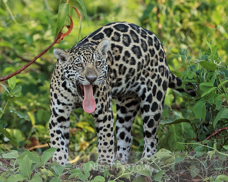 Jaguar cub standing, tongue out, Rio Sao Lourenco, Mato Grosso, Brazil - Jaguar