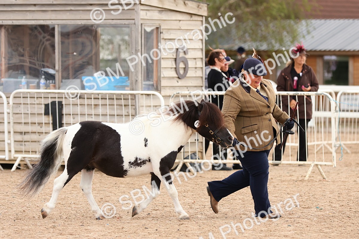 SBM_10322 - Class 206 - IH Non Show Type Pony