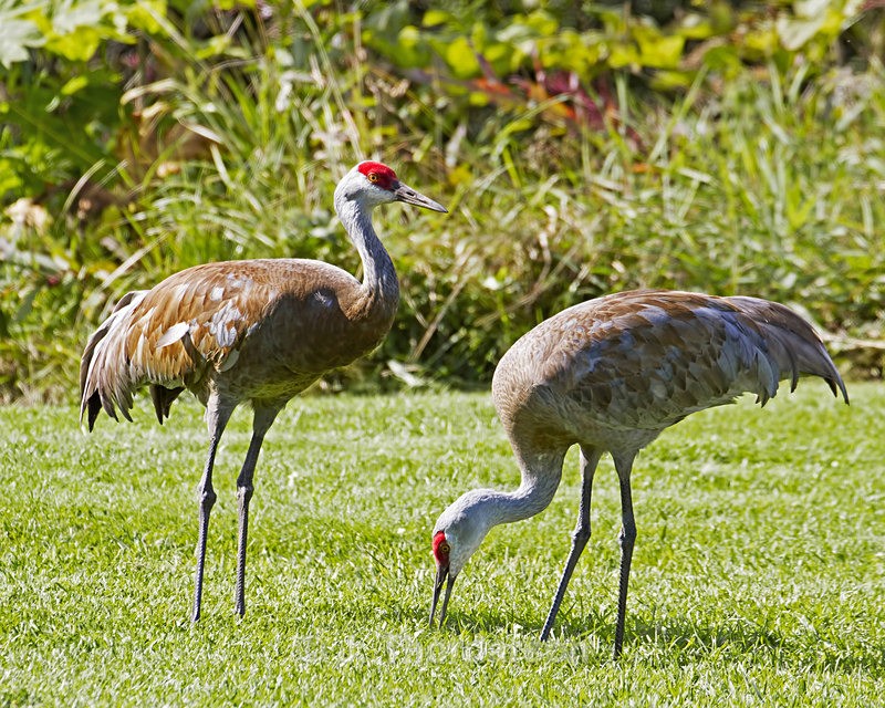  - Sandhill Cranes