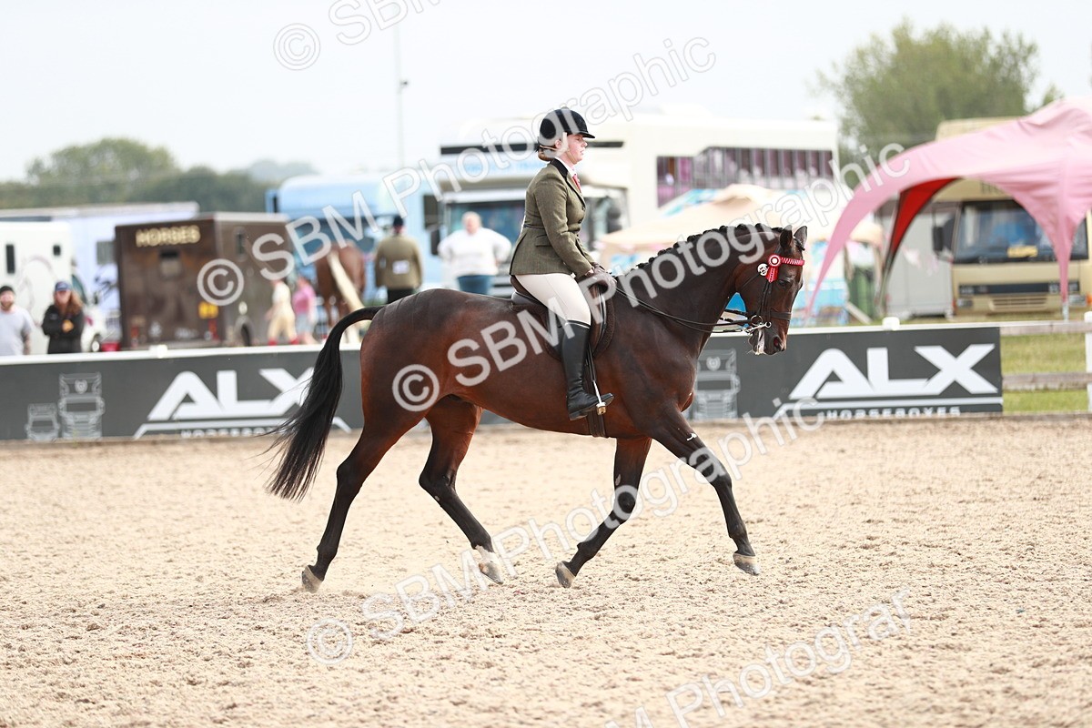 SBM_17558 - Class 215 Ridden Hack/ Riding Horse