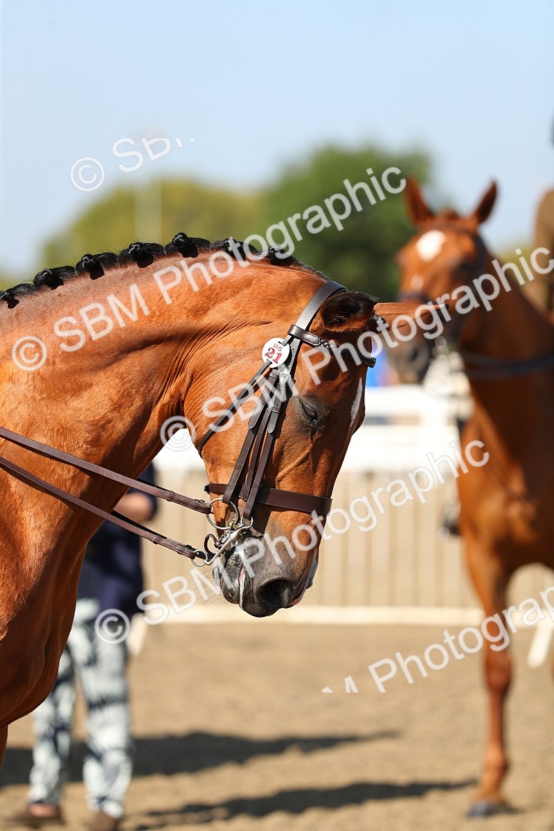 SBM_02269 - Class 43 Ridden Competition Horse/Pony