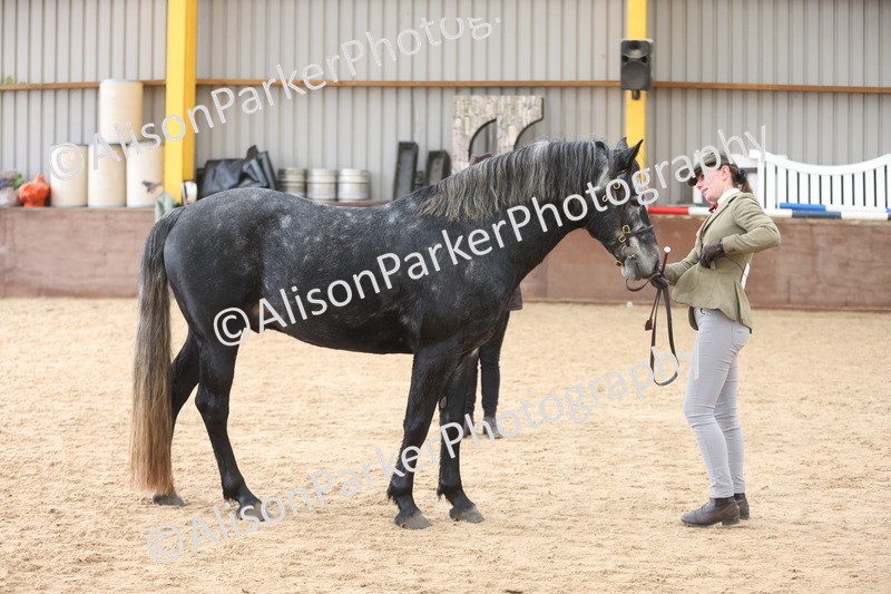 20251109-1006 - Class 27 - Stallions 4 Years and over