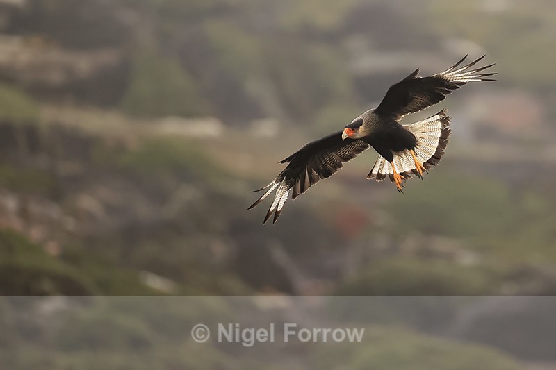 Crested Caracara on landing approach, Saunders Island, Falklands - Crested Caracara