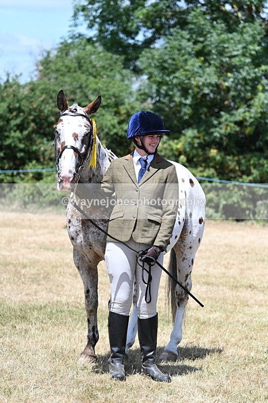 WJ7_2463 - Class 5a Most Handsome Gelding in hand (above 14.2hh)