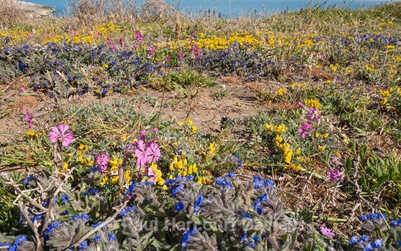 Pink pirouette  (Silene colorata) with Dyer's alkanet  (Alkanna tinctoria or Alkanna lehmanii)) with Grey Bird’sfoot Trefoil (Lotus cytisoides)  - Gargano - Flowers in the Landscape