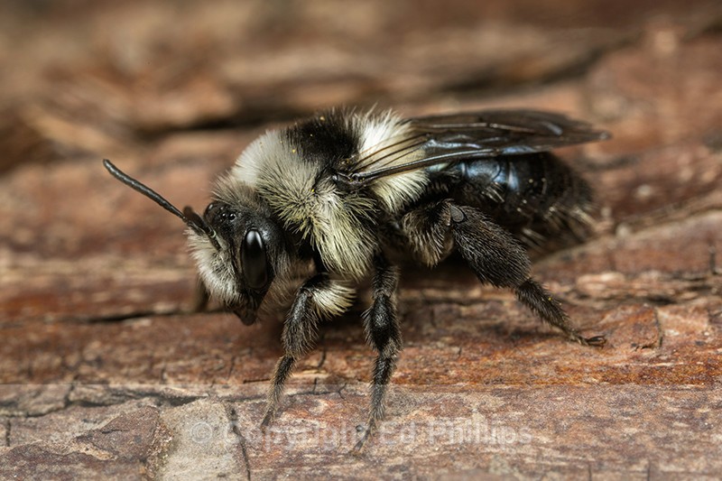 Andrena cineraria (f) - Andrena cineraria