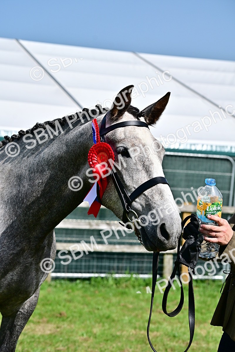 SBM_03371 - Class 50 - 54 Light Horse Breeding