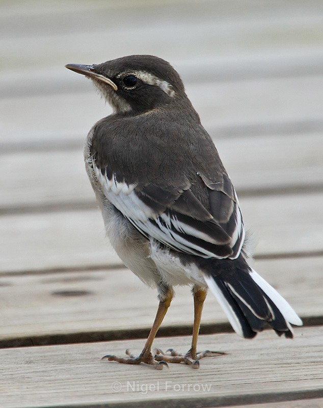 African Pied Wagtail (juvenile) - African Pied Wagtail