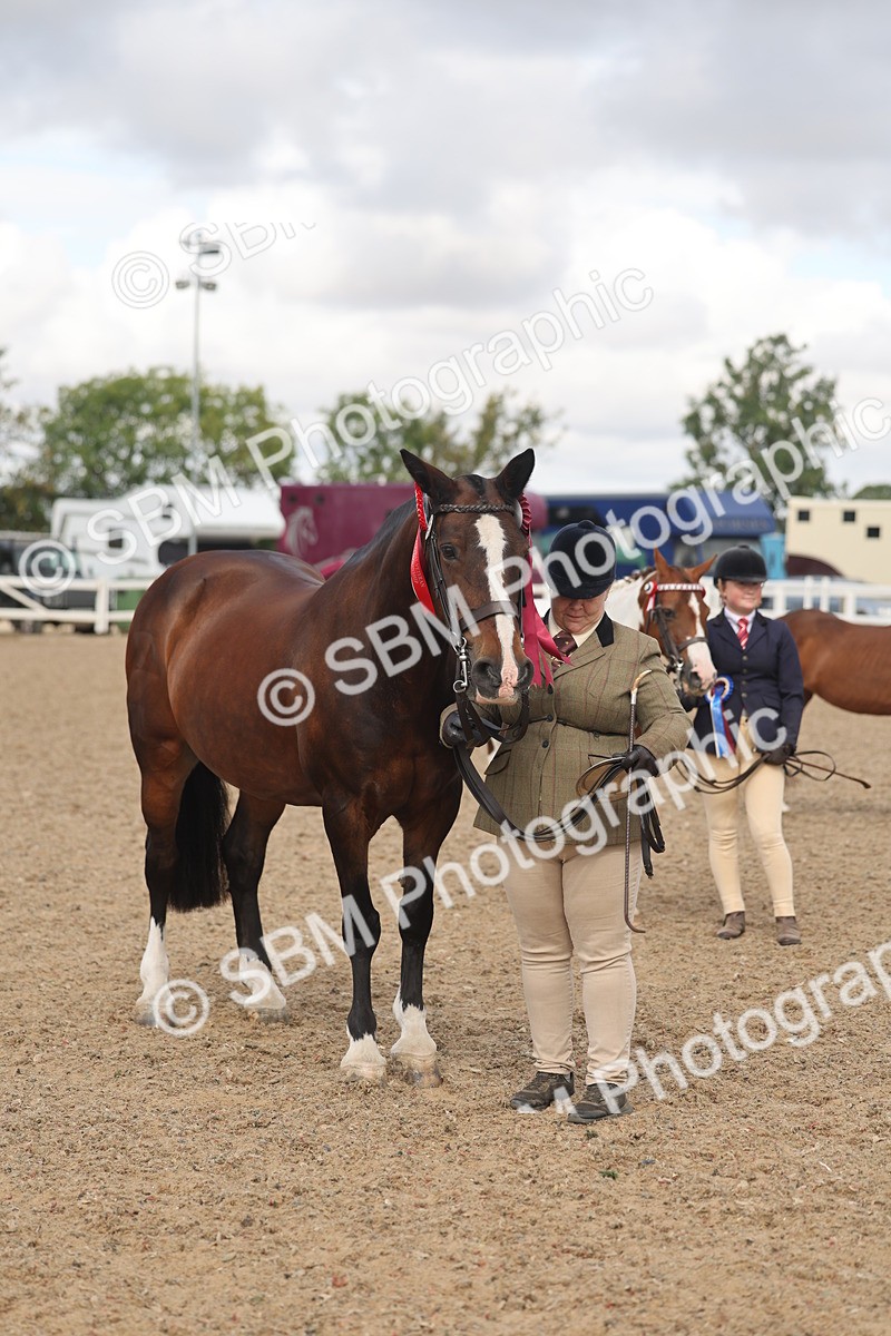 SBM_04376 - Class 17 - Prettiest Mare (IH or Ridden)