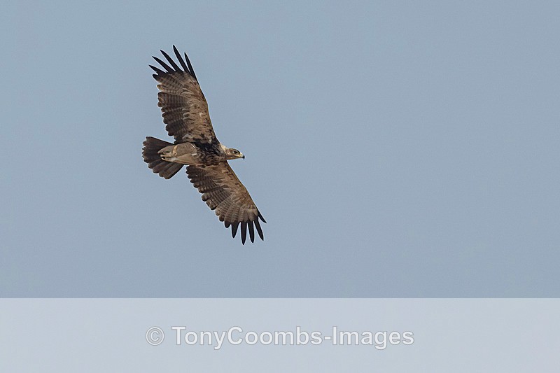 Tawny Eagle - Mana Pools ~ The Birds