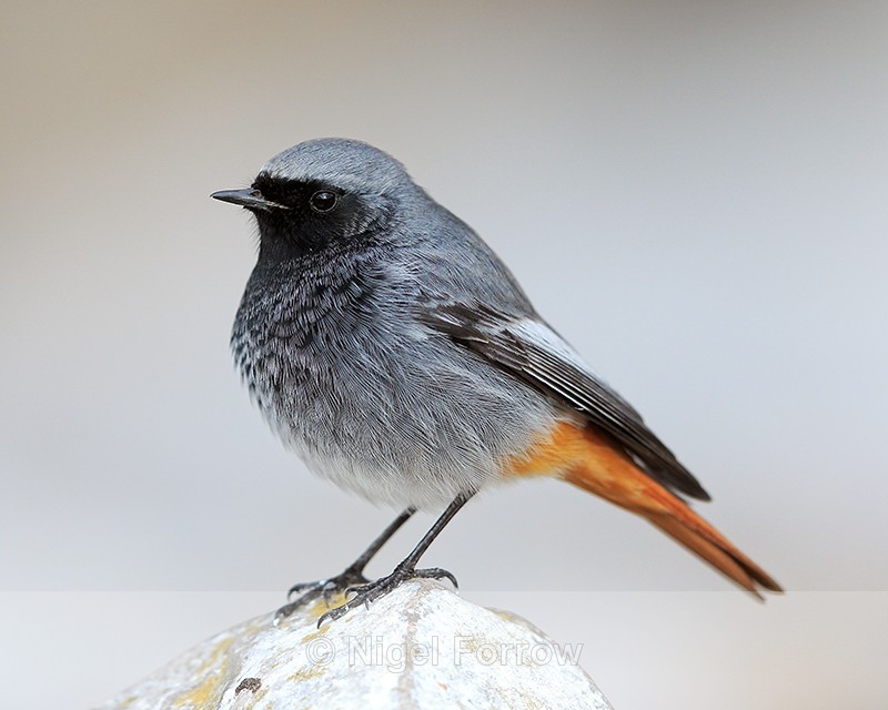 Black Redstart (male) at Brean Down, Somerset - Black Redstart