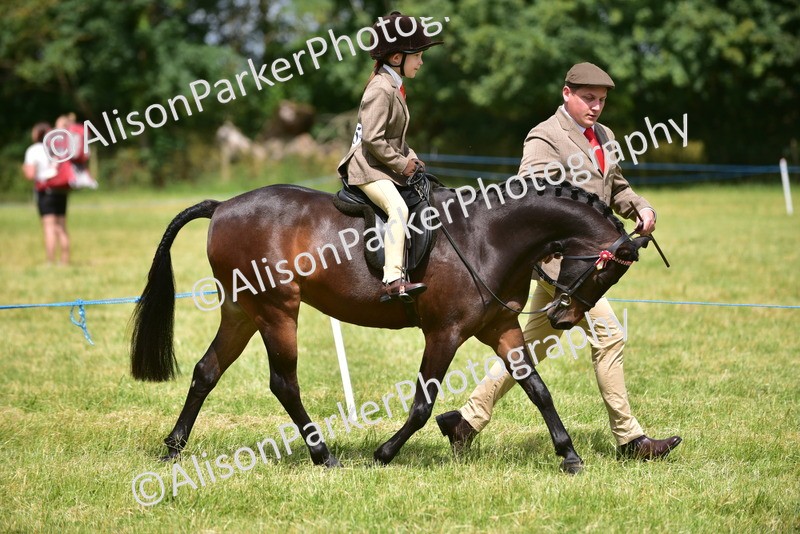 20260614-1375 - Class 11b - Lead Rein Pony (Plaited)