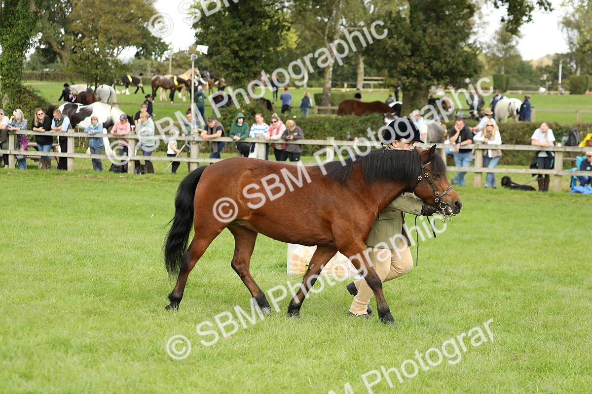 SBM_62807 - S46 - Mountain & Moorland In Hand Small Breeds