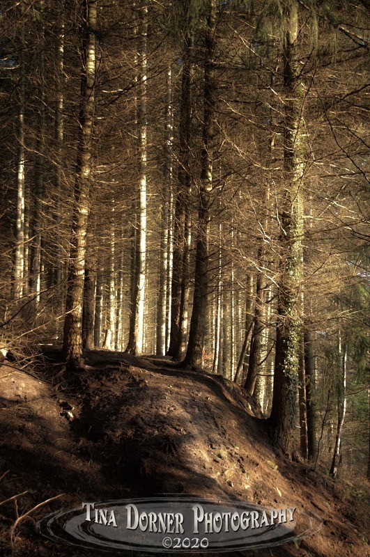 An Earth bank with Fir trees at sunset. Winter Landscape portfolio by Tina Dorner Photography,  Forest of Dean and Wye Valley, Gloucestershire