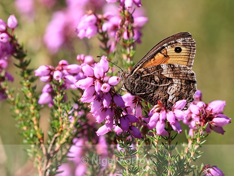 Grayling on heather, Arne RSPB reserve, Dorset - INSECTS