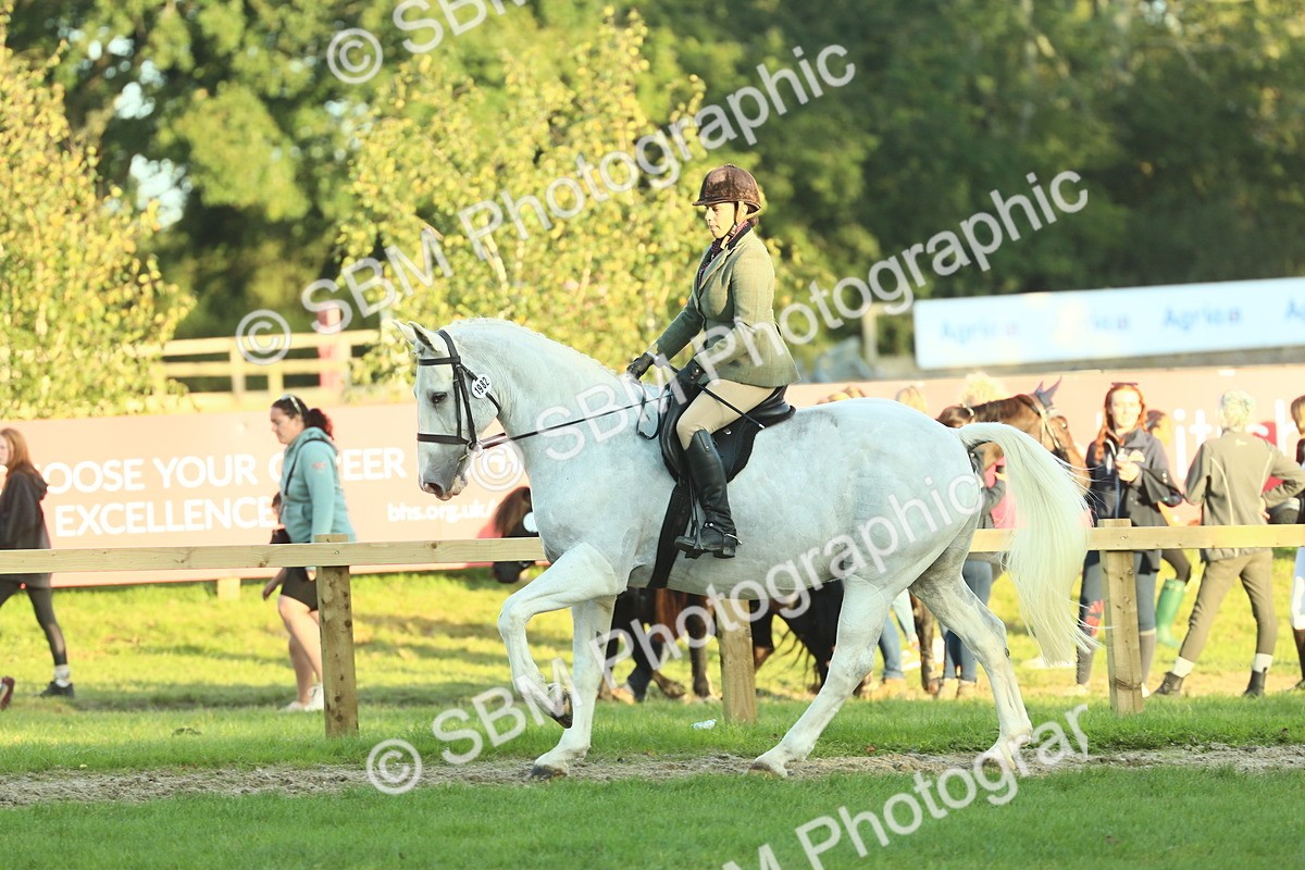 SBM_55568 - S14 - Riding Club Horse