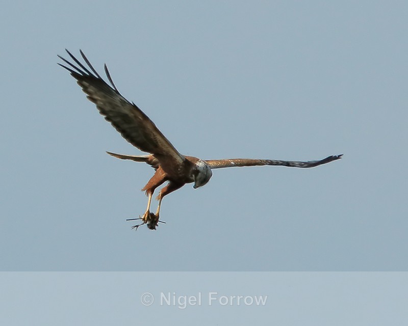 Marsh Harrier looking at prey, Otmoor RSPB - Marsh Harrier