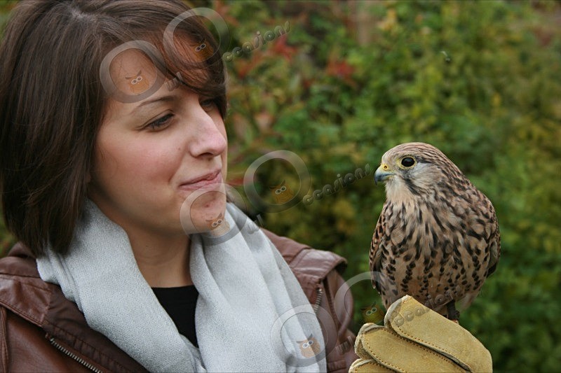 Kestrel and friend