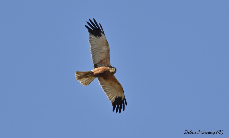 Marsh Harrier - Birds Of Prey