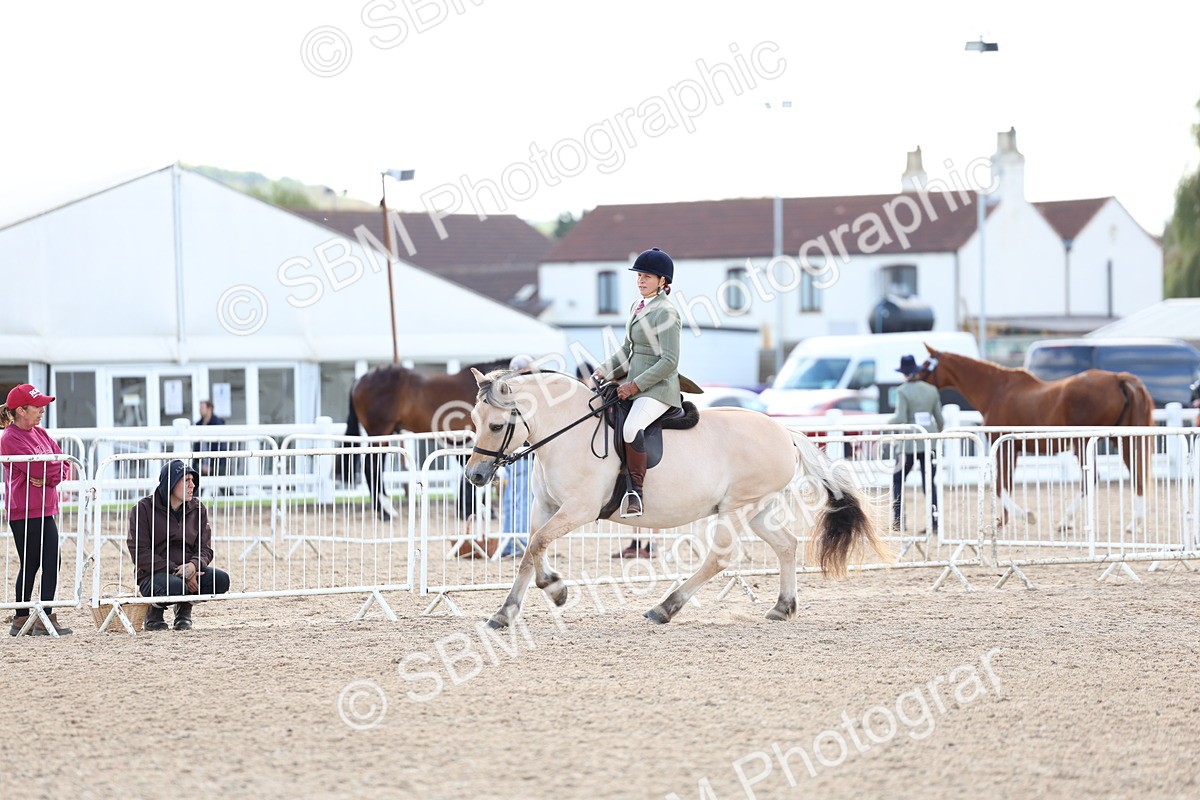 SBM_10874 - Class 305 - Ridden Foreign Breeds - Pure Bred