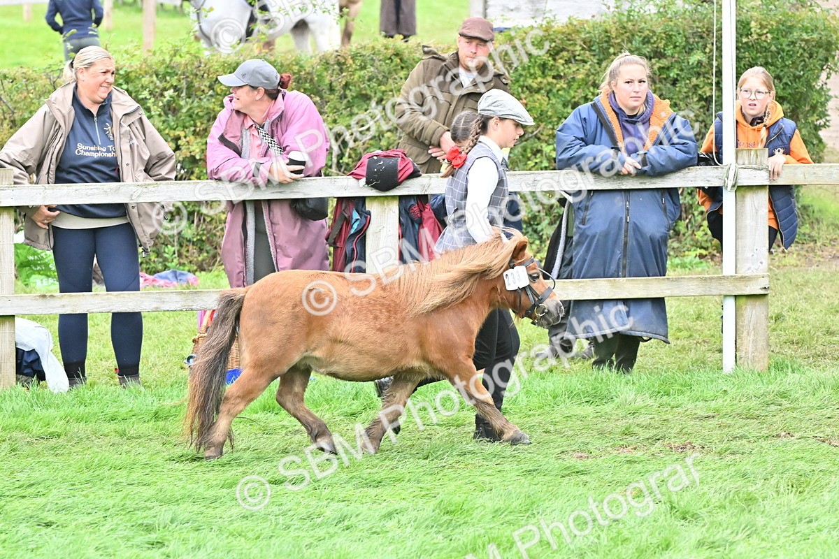 SBM_61022 - S48 - Mountain & Moorland In Hand Small Breeds