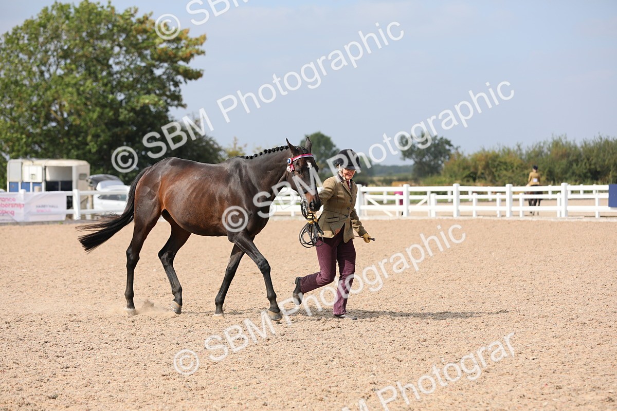 SBM_15947 - Class 313 IH Retired Racehorse