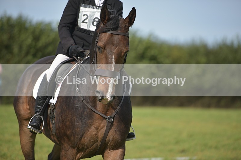 RAY_7938 - Class 2B: Trekenning Open: Dressage