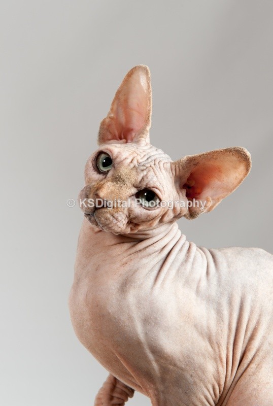  - Misfits Sphynx