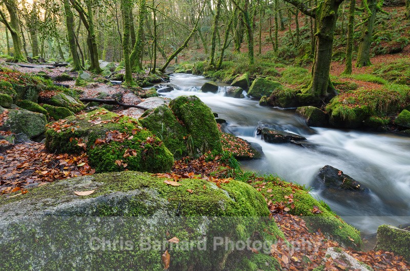  - Golitha Falls